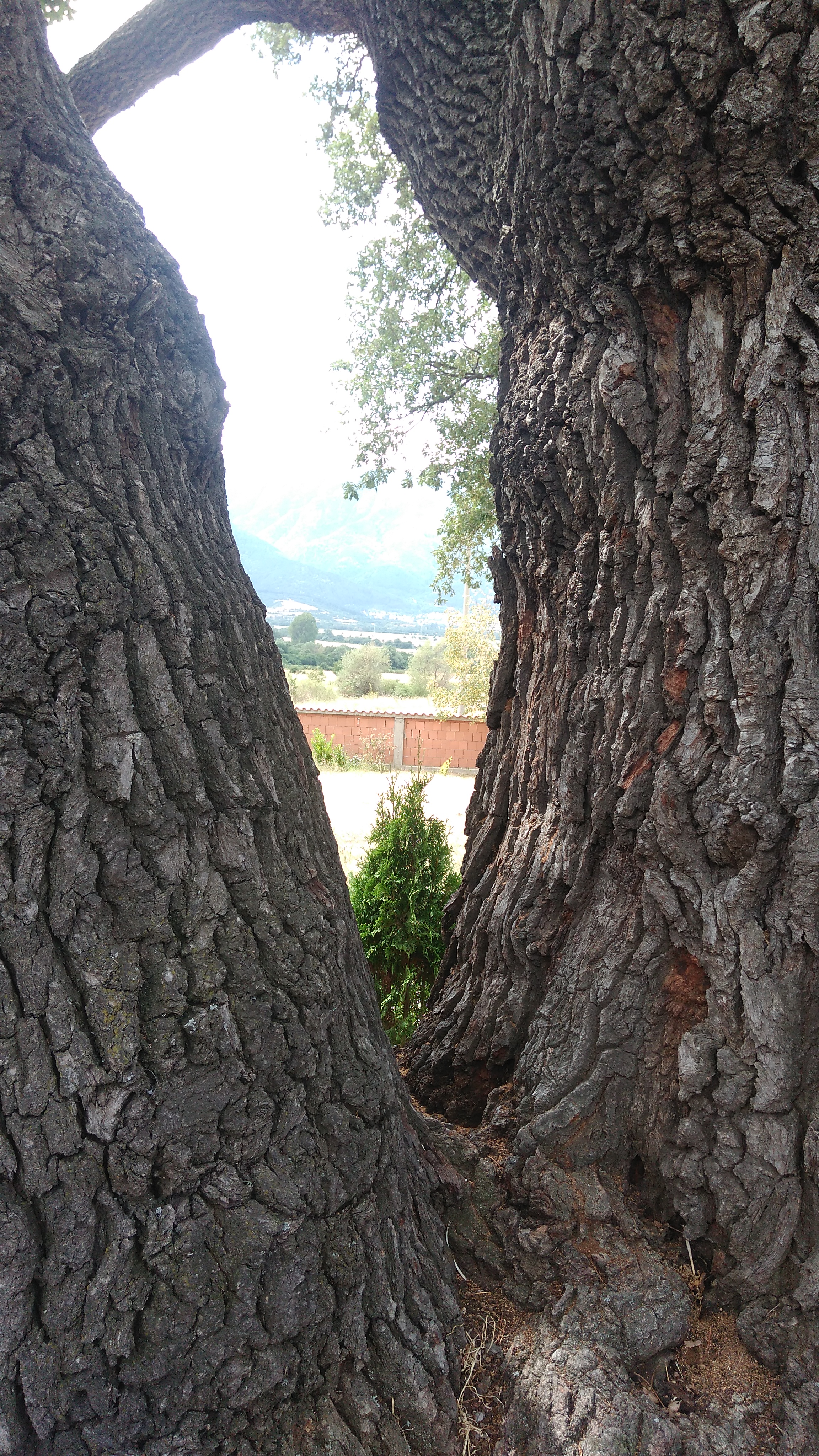 Чудеса и вяра