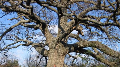 Чудеса и вяра