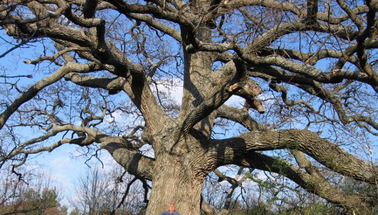 Чудеса и вяра - ЧУДЕСА И ВЯРА: Дъбът на свети Йован заземява болестите (СНИМКИ)