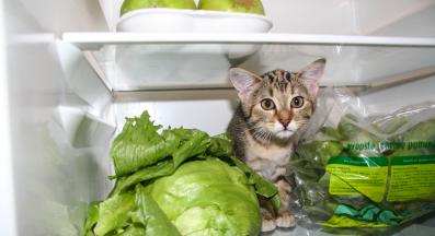 домашна котка