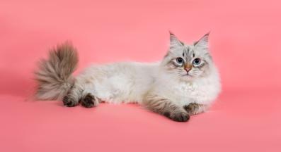 домашна котка