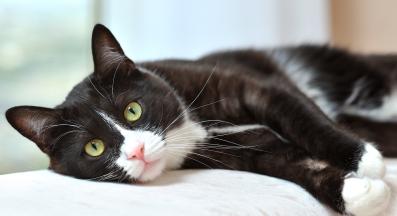 домашна котка