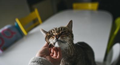 домашна котка