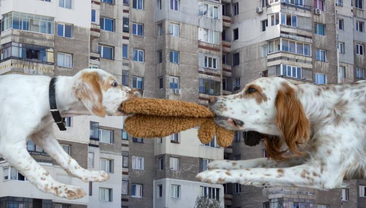 кучета блок - ЧАСТЕН ЗООПАРК ХЛОПНА КЕПЕНЦИ: Прогониха кучкарка от дома й! (СНИМКА+ВИДЕО)