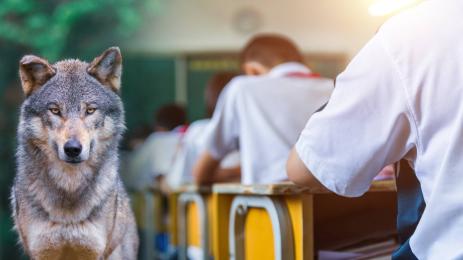 вълк ученици