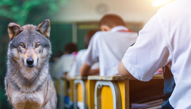 вълк ученици - ЗА ПЪРВИ ПЪТ: Разрешиха на ученик да се идентифицира като вълк!