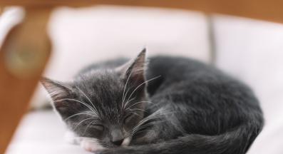 домашна котка