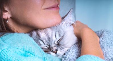 домашна котка