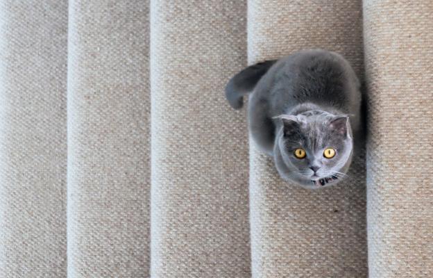 домашна котка