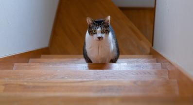 домашна котка