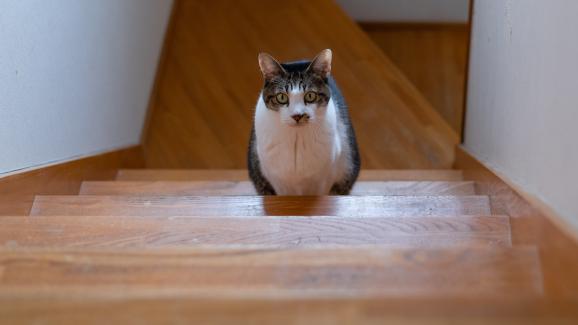 14 неща, които ще разберете едва, когато си вземете котка