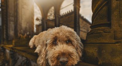 куче релакс