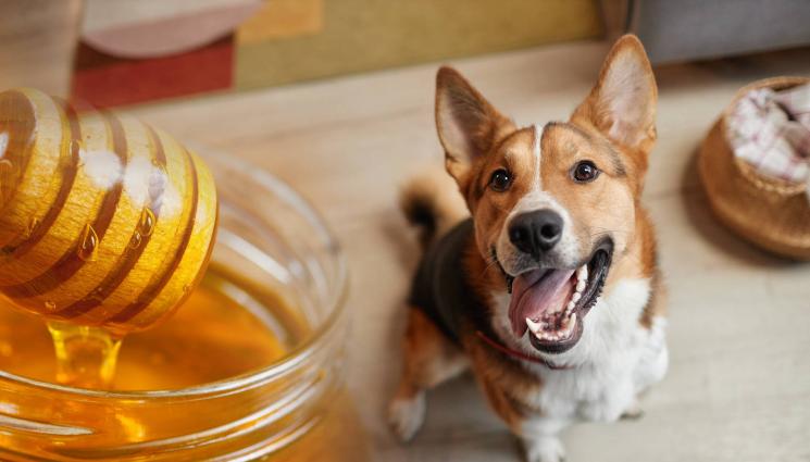 куче мед - Може ли да даваме мед на кучето?
