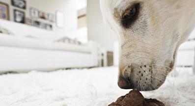 куче изпражнения