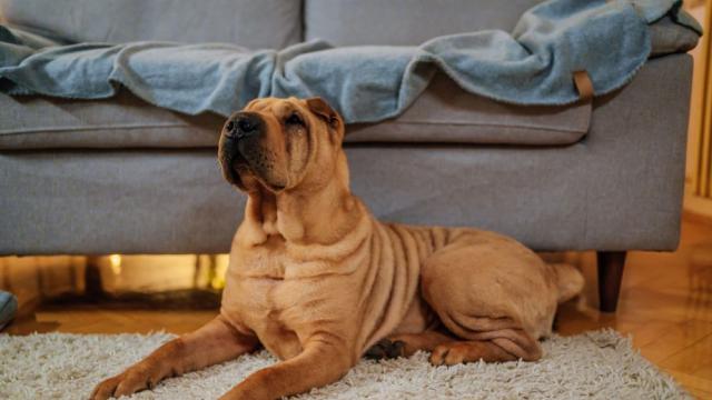 Защо кучетата обожават фъстъчено масло