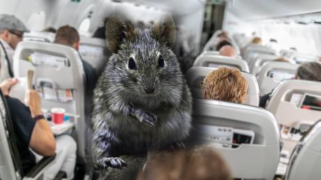 самолет мишка