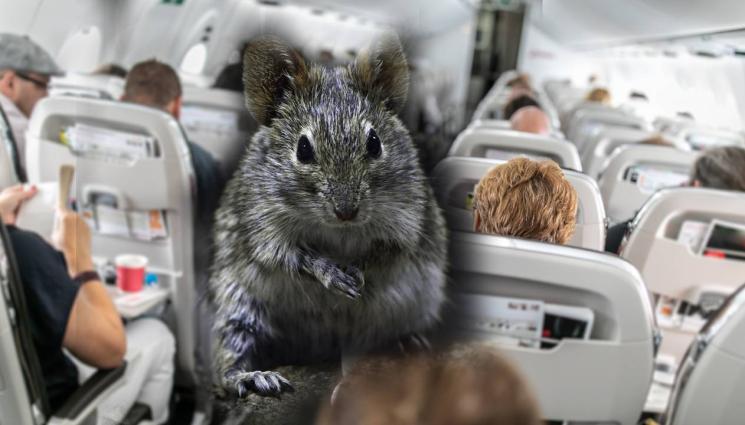 самолет мишка - НЕ Е ЗА ВЯРВАНЕ: Мишка приземи аварийно самолет!