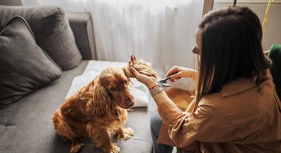 Кокер шпаньол