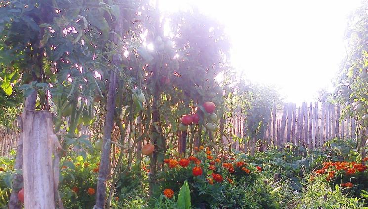 домати - Агро Телеграф: Богата реколта от домати и пипер