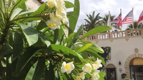 Плумерия Франджипани