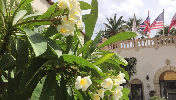 Плумерия Франджипани - Агро Телеграф: Нежната франджипани вирее и в саксия