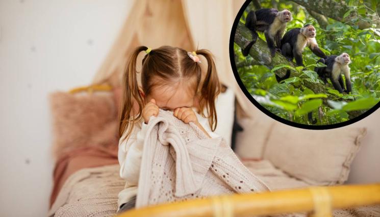 маймуна дете - НЕОЧАКВАНА ПОМОЩ: Маймуни спасиха дете от изнасилване!