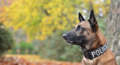 Белгийска овчарка Малиноа