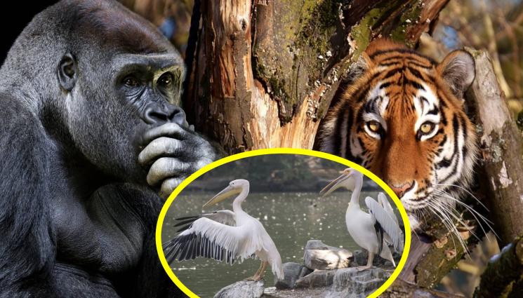 зоопарк - ТРЕВОГА В СТОЛИЦАТА: Бегълци от зоопарка хукнаха по улиците! (СНИМКИ)