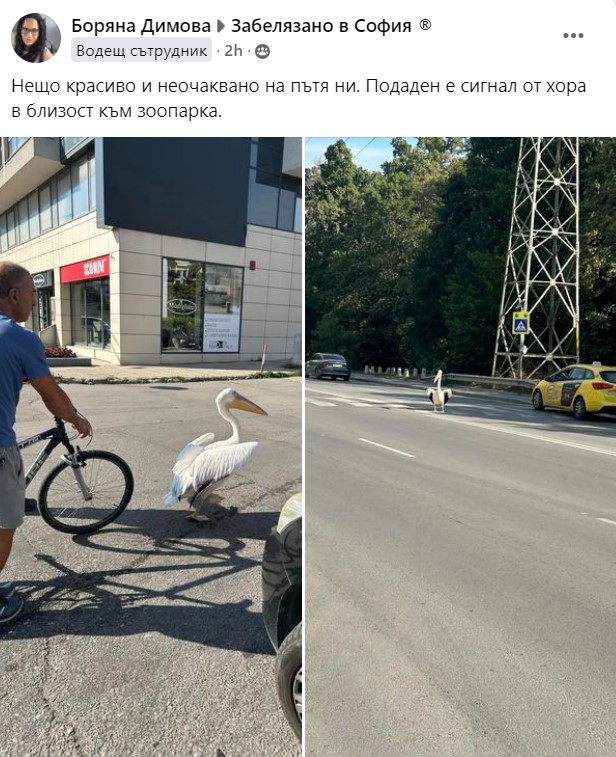 паликаните от Зоо София