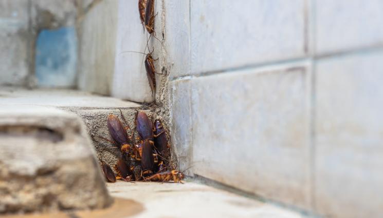 хлебарки - ГНУСНО: Хлебарки плъзнаха в автобус! (ВИДЕО)