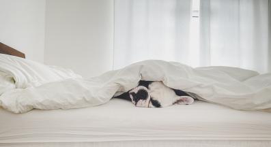 куче смешно