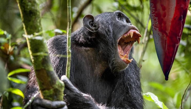 маймуна - ПЛАНЕТАТА НА МАЙМУНИТЕ: Това не се беше случвало - шимпанзе уби и изкорми човек!