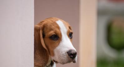 куче души стена