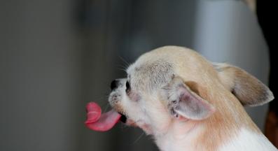 куче души стена