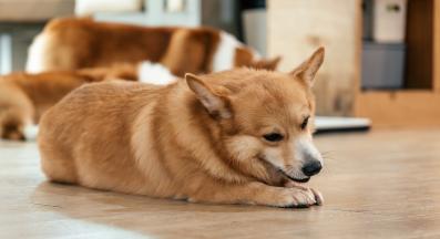 куче гризе лапи