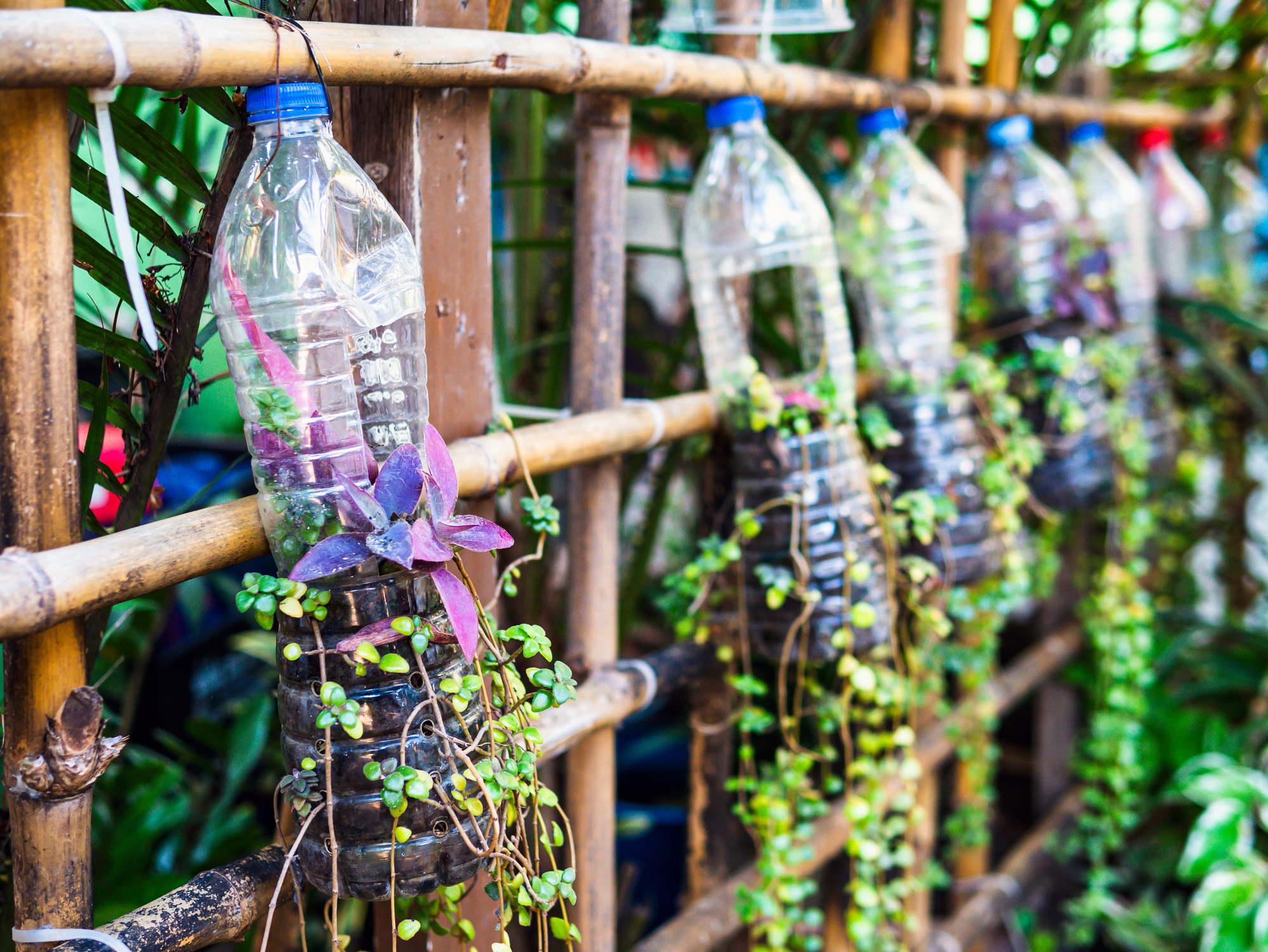 цветарник шишета