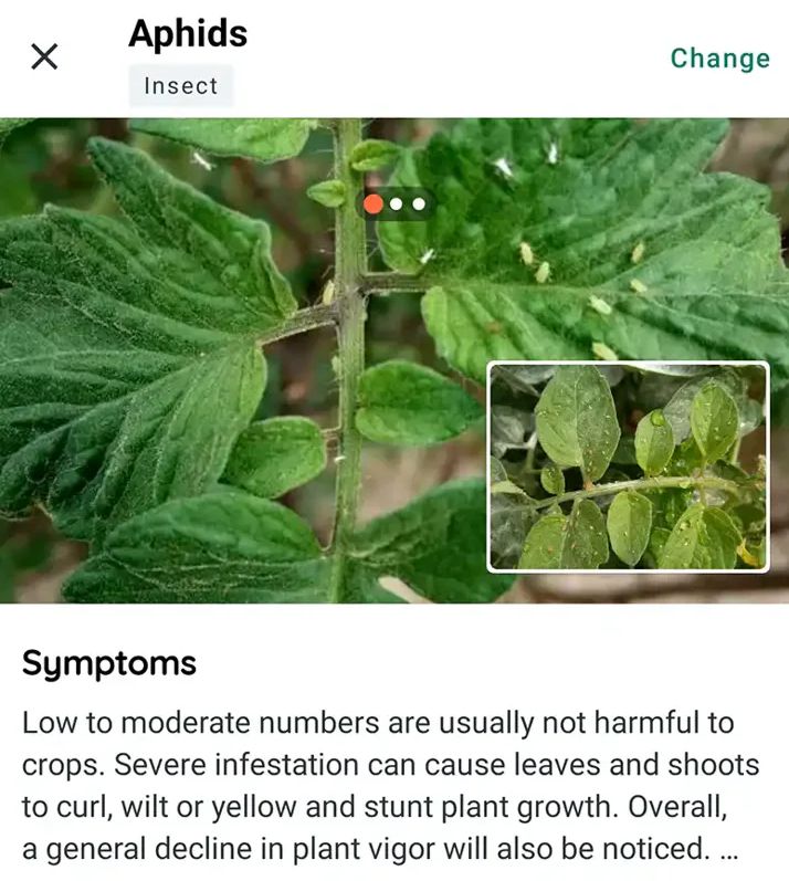 златно време