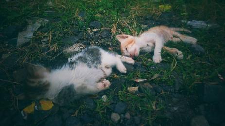 котки котета мъртви умрели