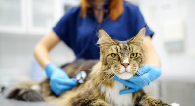 котка при ветеринар