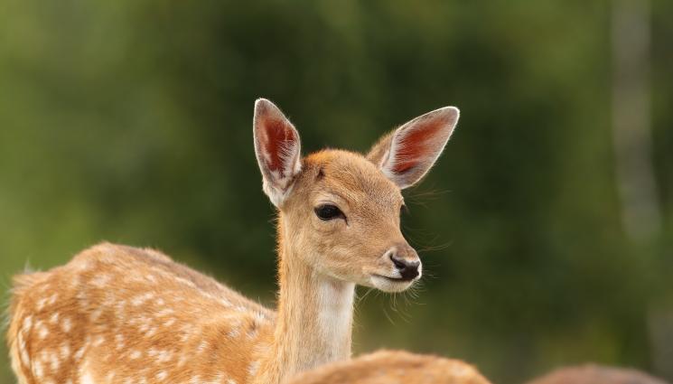сърна - Две сърнички вече са на свобода в гората, спасени от плен (СНИМКИ)
