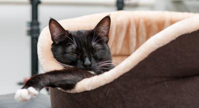 котка в легло