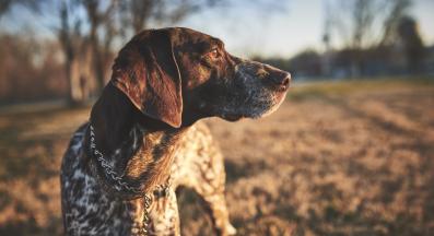 Немски късокосмест пойнтер