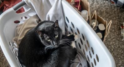 домашна котка