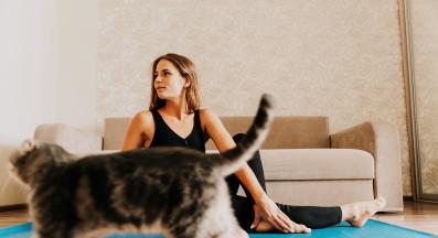 домашна котка