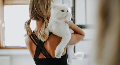 домашна котка