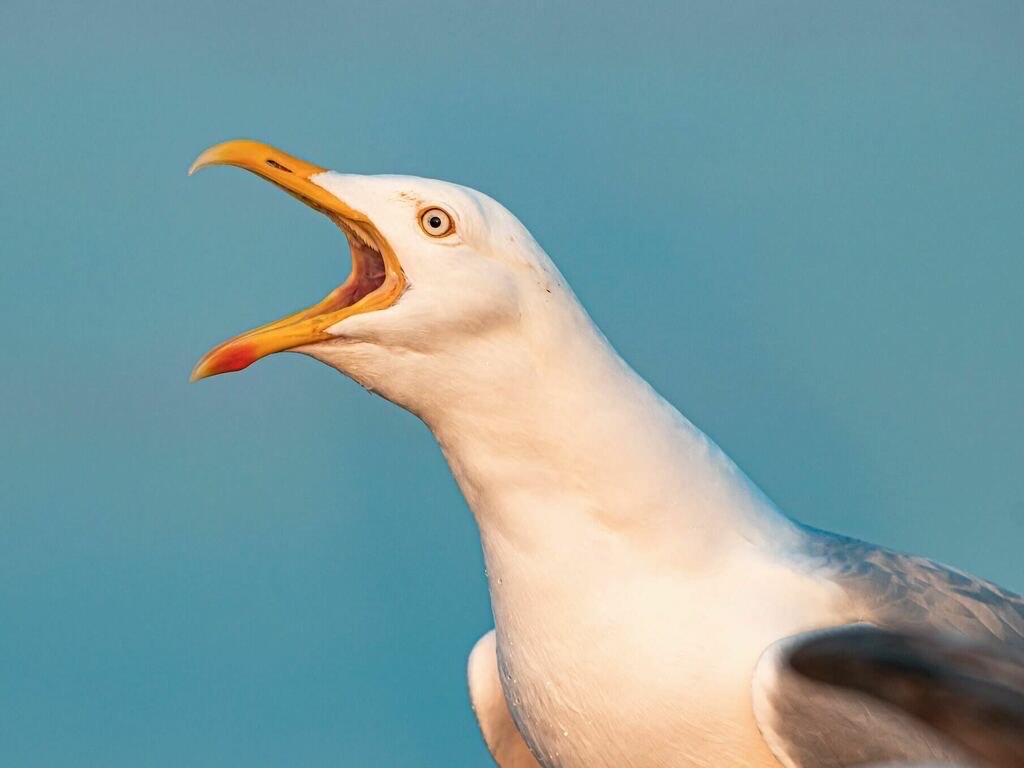 K