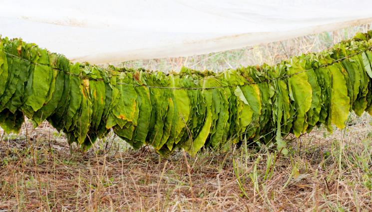 тютюн - Ето колко струва 1 килограм суров български тютюн