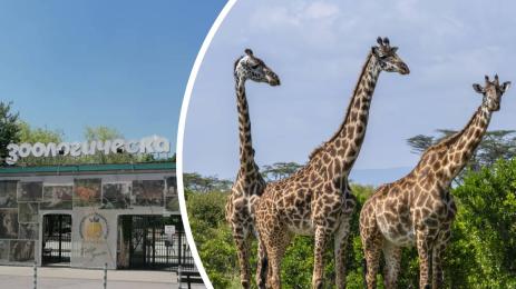 зоопарк жирафи