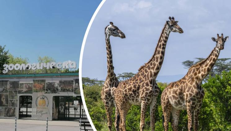 зоопарк жирафи - Три жирафа пристигат в София