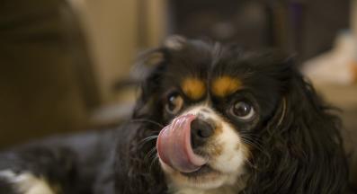 куче ближе лапи